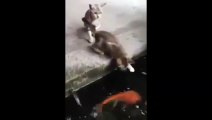 بالفيديو- سمكة تخرج من الماء لتنتقم من قطة