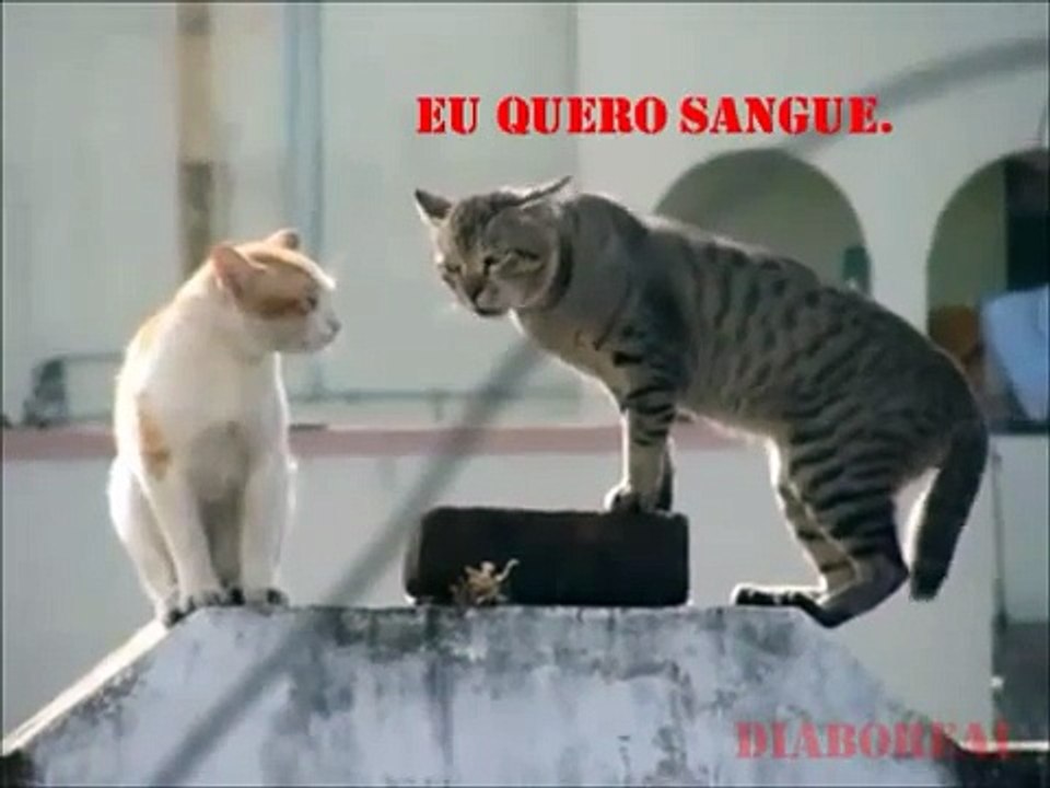 Gato exorcista