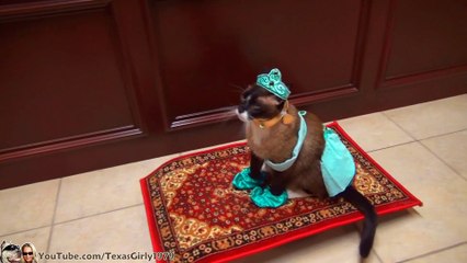 Cat Riding Magic Flying Carpet. #HappyHalloween I TexasGirly1979