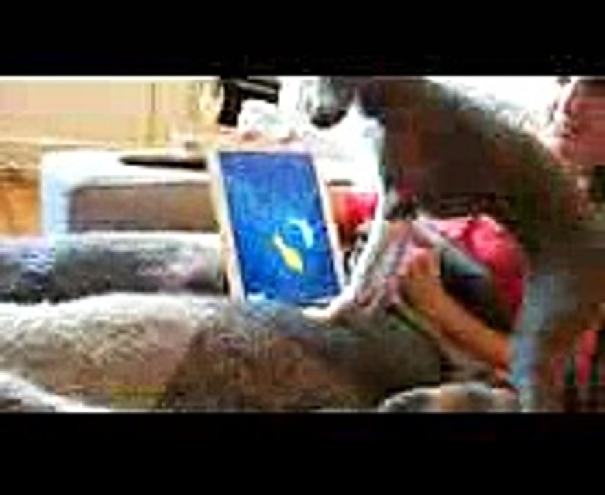 Funny Dog Tries to Beat iPad Game  Games for Dogs