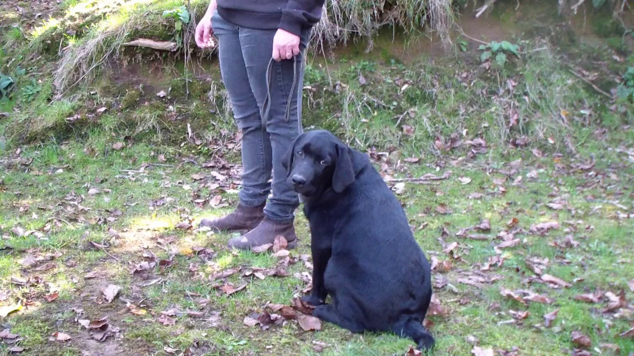 joey des terres sacrees