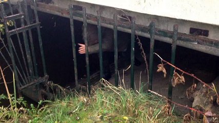 De otter is hier net geweest - RTV Noord