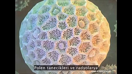 Doğadan ilham ve bizi bekleyen teknoloji - Dünya ve Gerçekler