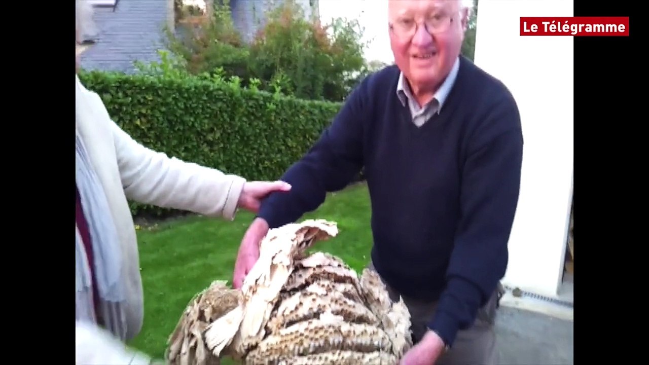 Plounévez-du-Faou (29). Un nid de frelons gros comme deux ballons de football !