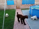 Caniche gigante, caniche toy,Bichon maltés, y Bichon frise CRIADERO DULCE COMPAÑIA