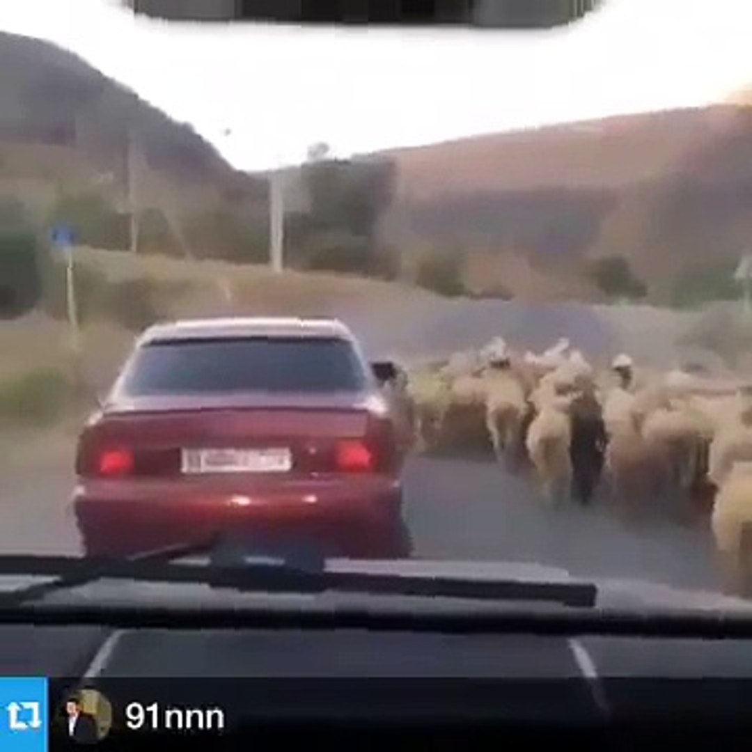 ⁣Russian Thief!