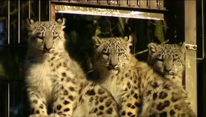 Première apparition publique des bébés léopards des neiges du zoo de Helsinki