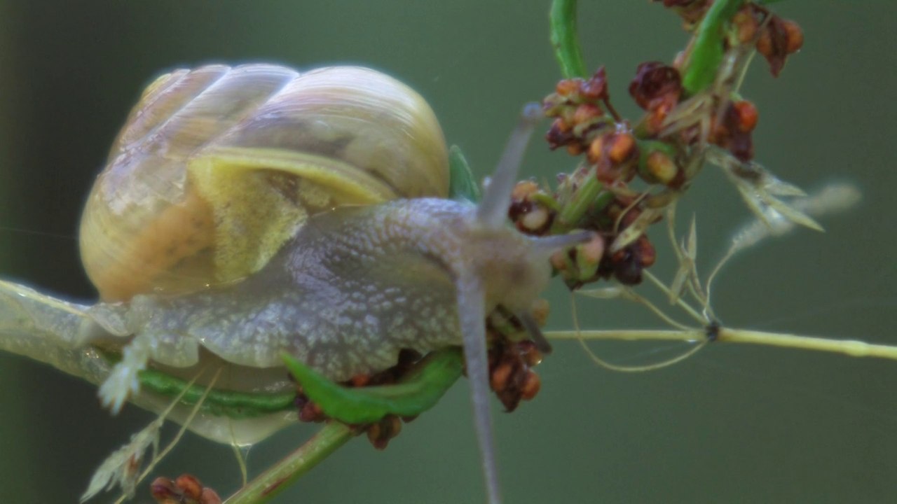 Macro Vidéo .Visionner en HD 1080.