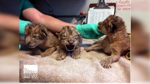 Adorable Lion Triplets Born at Woodland Park Zoo