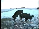 Cow humping fall over