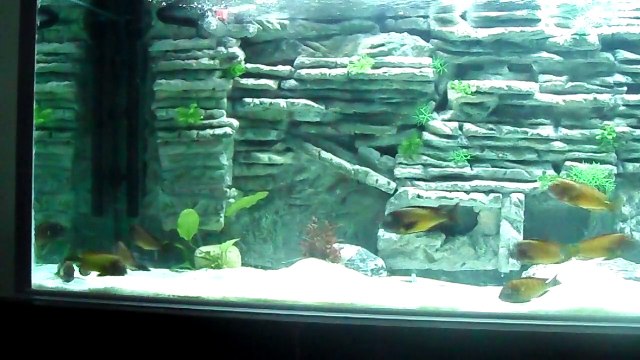 akvaryum arka fon TROPHEUS İLANGİ UMUT ARUV