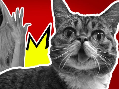 5 Facts You Didn't Know About Cats