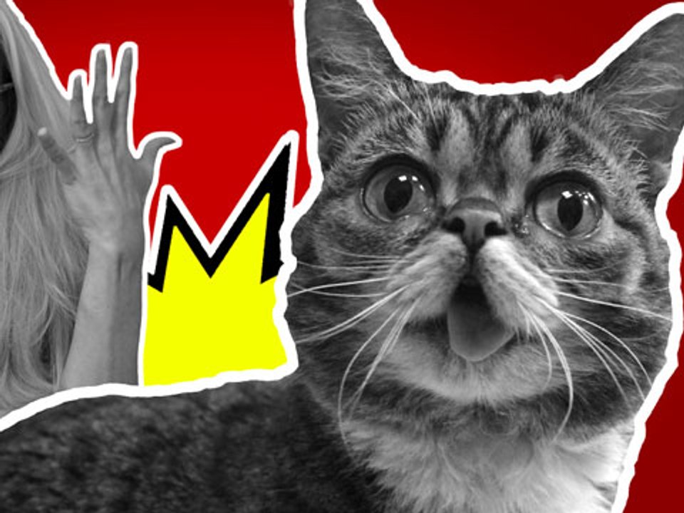 5 Facts You Didn't Know About Cats