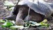 Giant Tortoises In Galapagos Make A Remarkable Population Comeback
