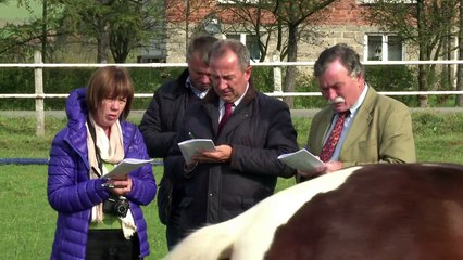 Endangered Carpathian ponies are making a comeback in Poland