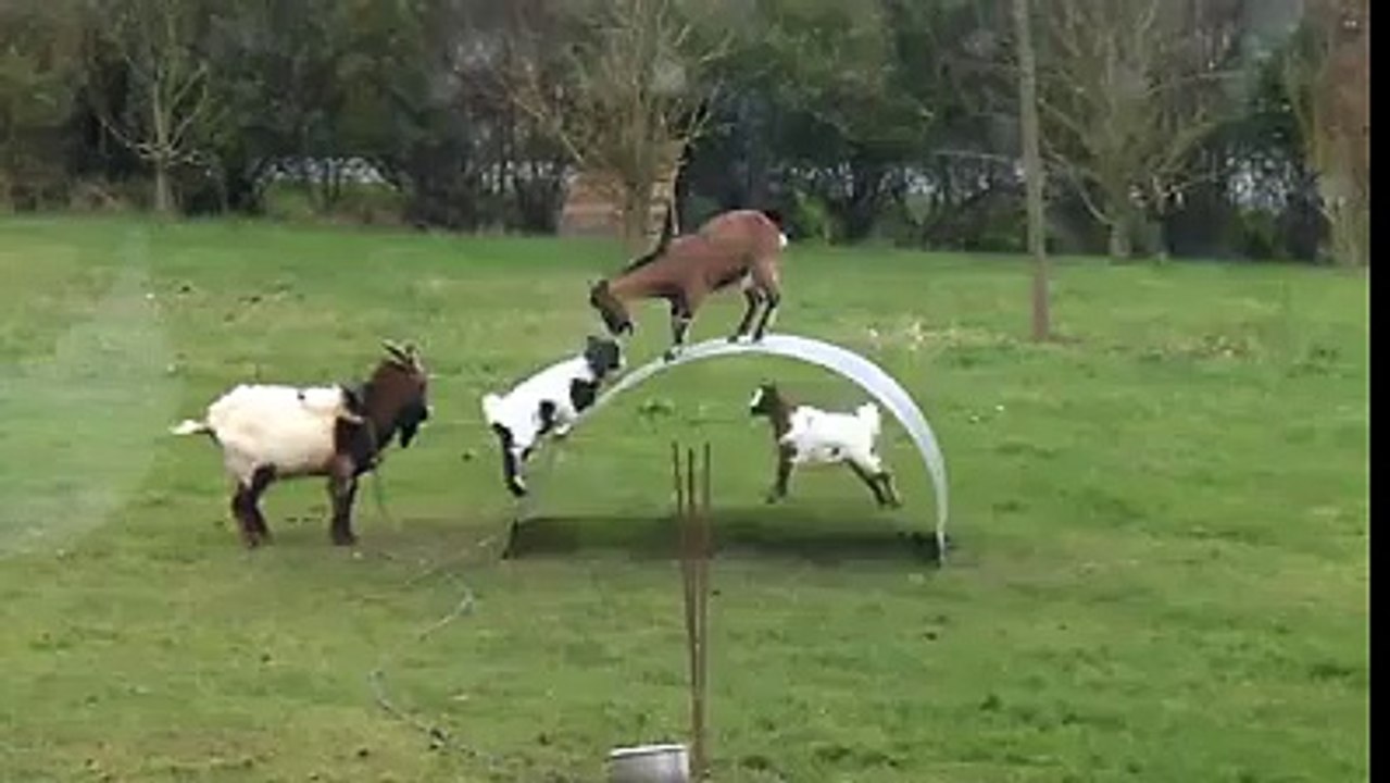 The Goats Play With Each Other And They Make Balance Very Easy