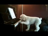 OMG It s Funny  The Dog Is The Singer