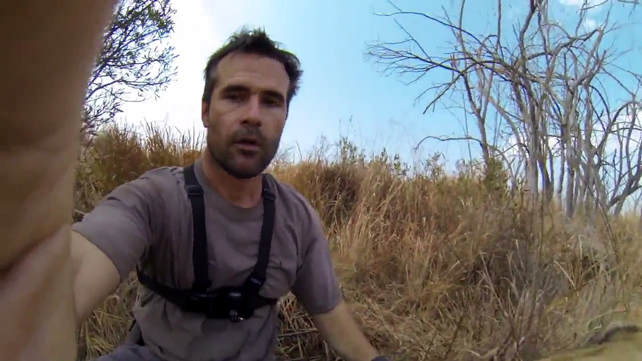Il place une GoPro sur le dos d'une lionne
