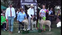 Nationale d'Elevage de Bullmastiff et de Mastiff, Montagny-les-Beaune, le 13 et 14 Septembre 2014.