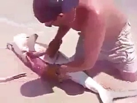 Il fait une césarienne à une femelle requin pour sauver les bébés
