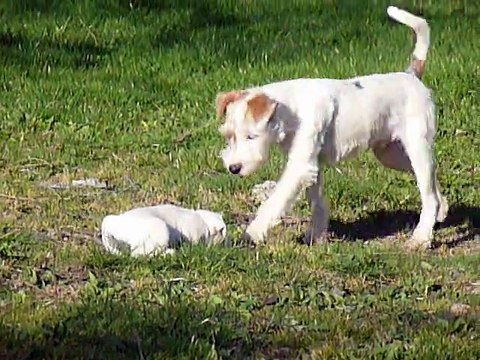 2ème portée de Bayka (26 février 2012 chiots 38j)