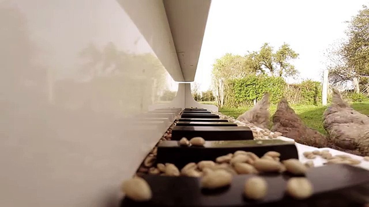 Une symphonie avec des poules