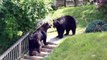 Drunk Bears Fighting in the street