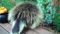 Translating the words of a Baby Porcupine (with subtitles)