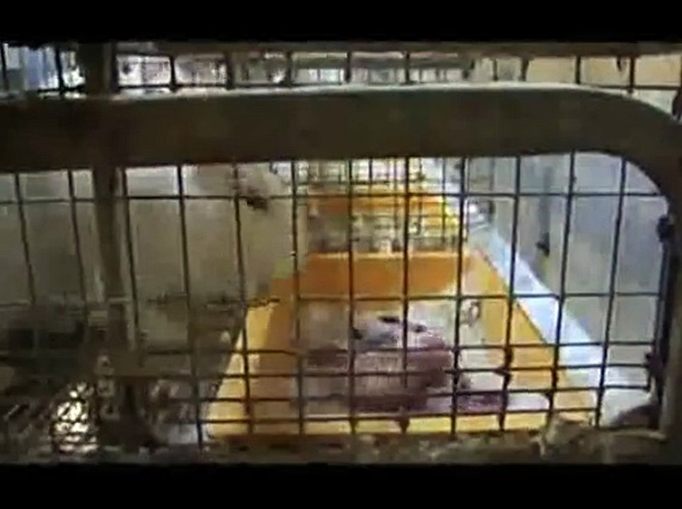 Rabbits in the meat industry