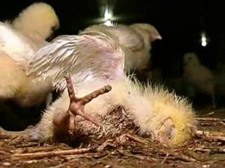 55 Billion Crippled Chickens a year