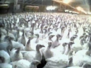 Why is it so hard to convince someone to go vegan?