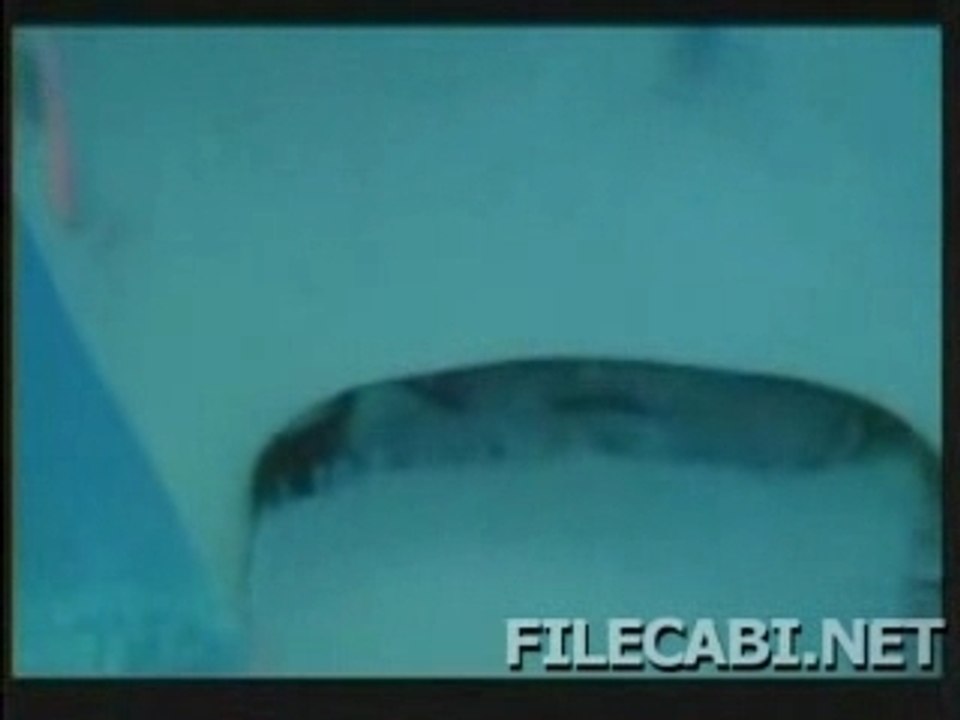 Zombie-vs-shark