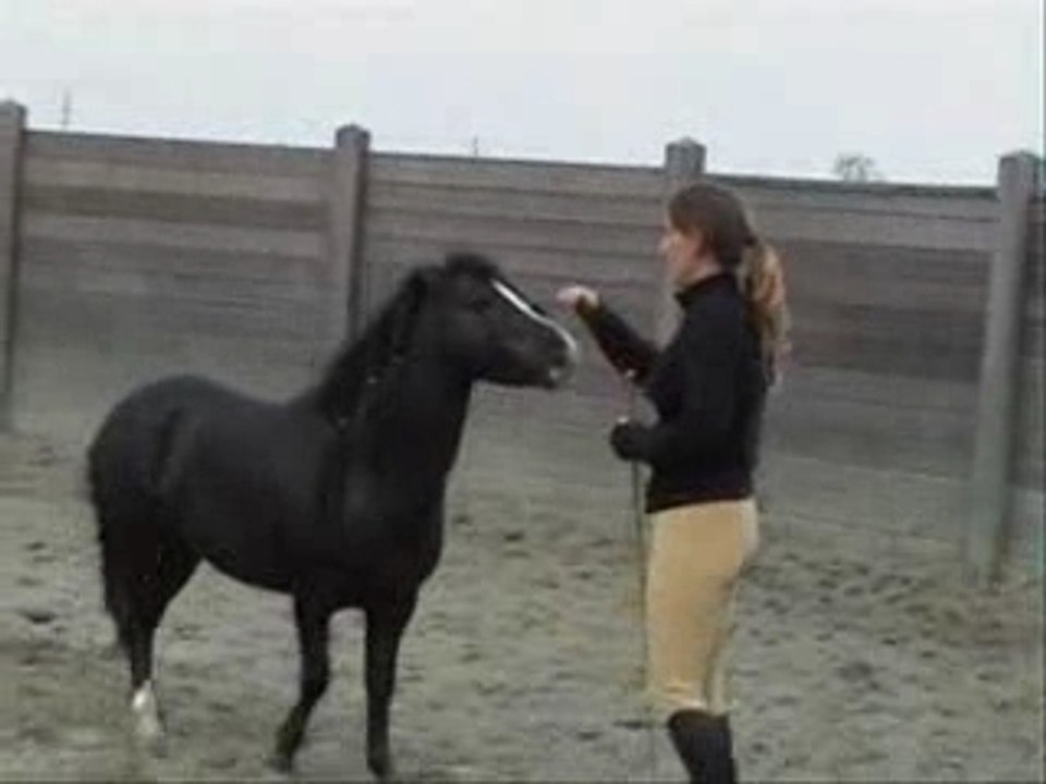 Les poneys s'entrainent