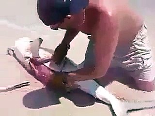 Vidéo : il sauve des bébés requins en pratiquant une césarienne sur la plage !