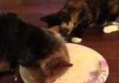 Dog Squabbles With Cat Over Plate of Food