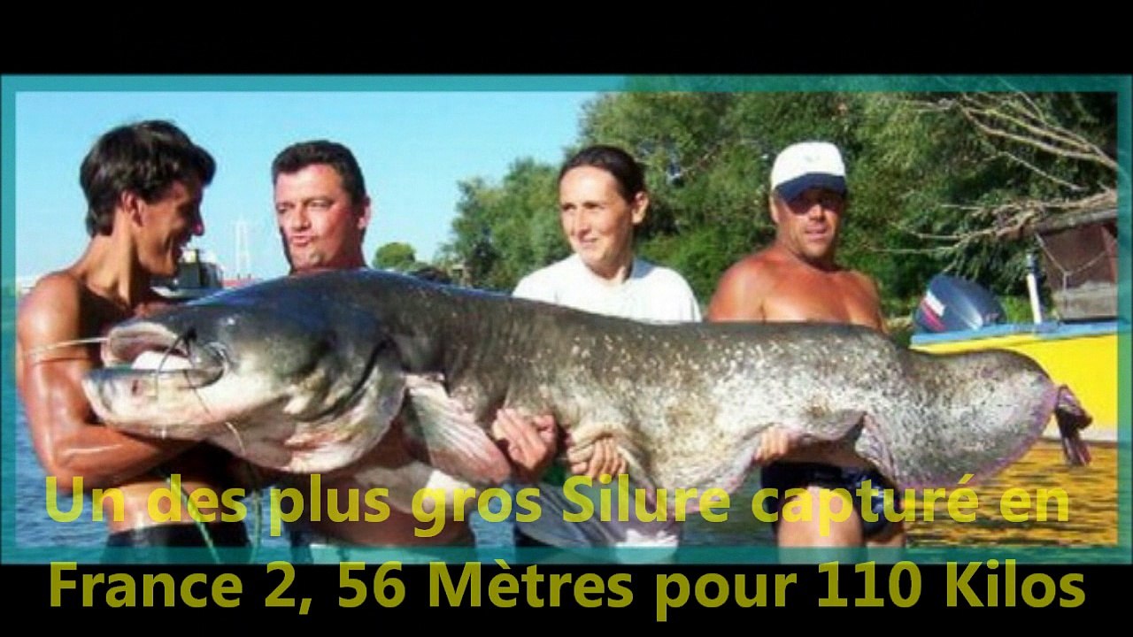 Le Silure ou Glane