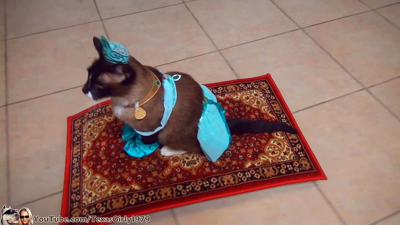 Un chat se promène en tapis volant, tranquille