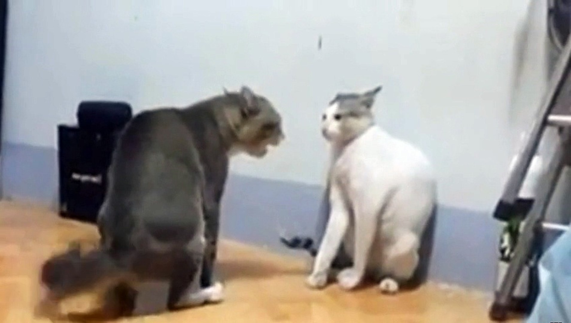 Une Bagarre Impressionnante Entre Deux Chats Video Dailymotion