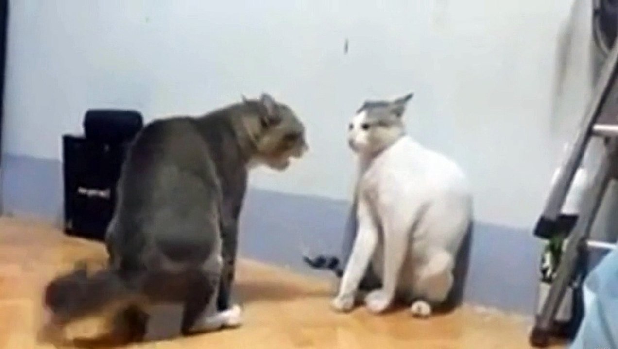 Une bagarre impressionnante entre deux chats