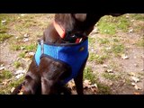 Harness and Pet Seat Belt Combo - Large Adjustable Dog Wear Harness