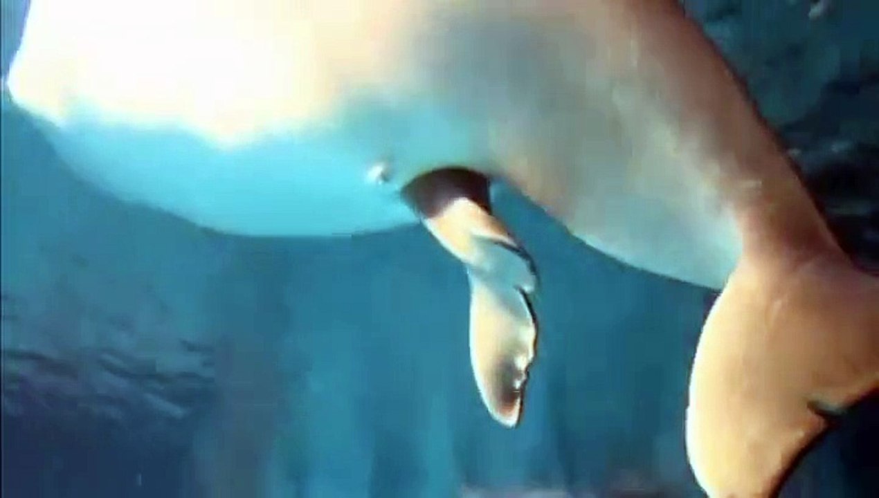 La Naissance D Un Bebe Baleine Blanche Filmee En Chine Video Dailymotion