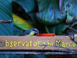 Bird watching by Marcelo Ambrogi - Taubaté - SP - Brazil - parte - (29)