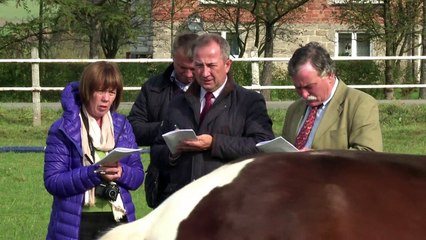 Huzulen: Kampf um kleine Bergpferde