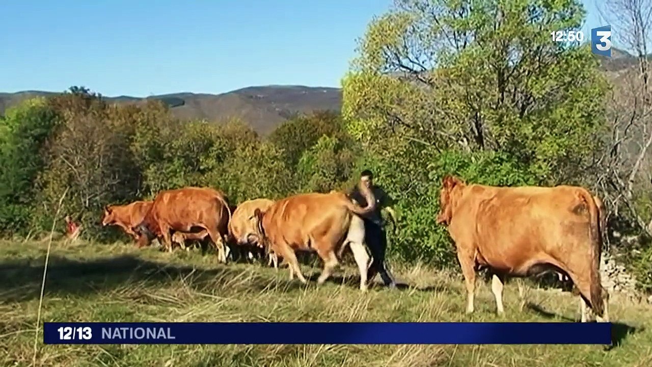 Grâce à une excellente météo, les bergers sont encore dans les estives