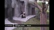Two young pandas fighting with their breeder