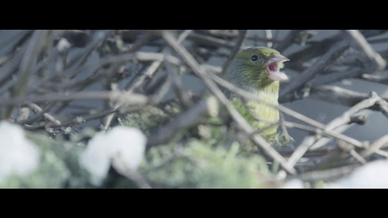 Naissance d'une Voix - Cité Musicale de l'Ile Seguin