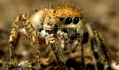 Erkek zıplayan örümceğin tehlikeli aşk oyunu