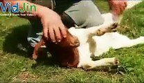 Power and Miracles of Islam - Submission to Allah proven by Animals