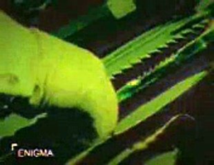 Enigma Jack lo squartatore