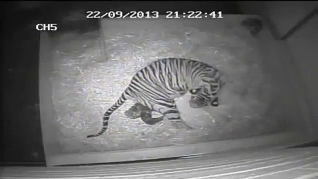 Naissance d'un bébé tigre à Londres